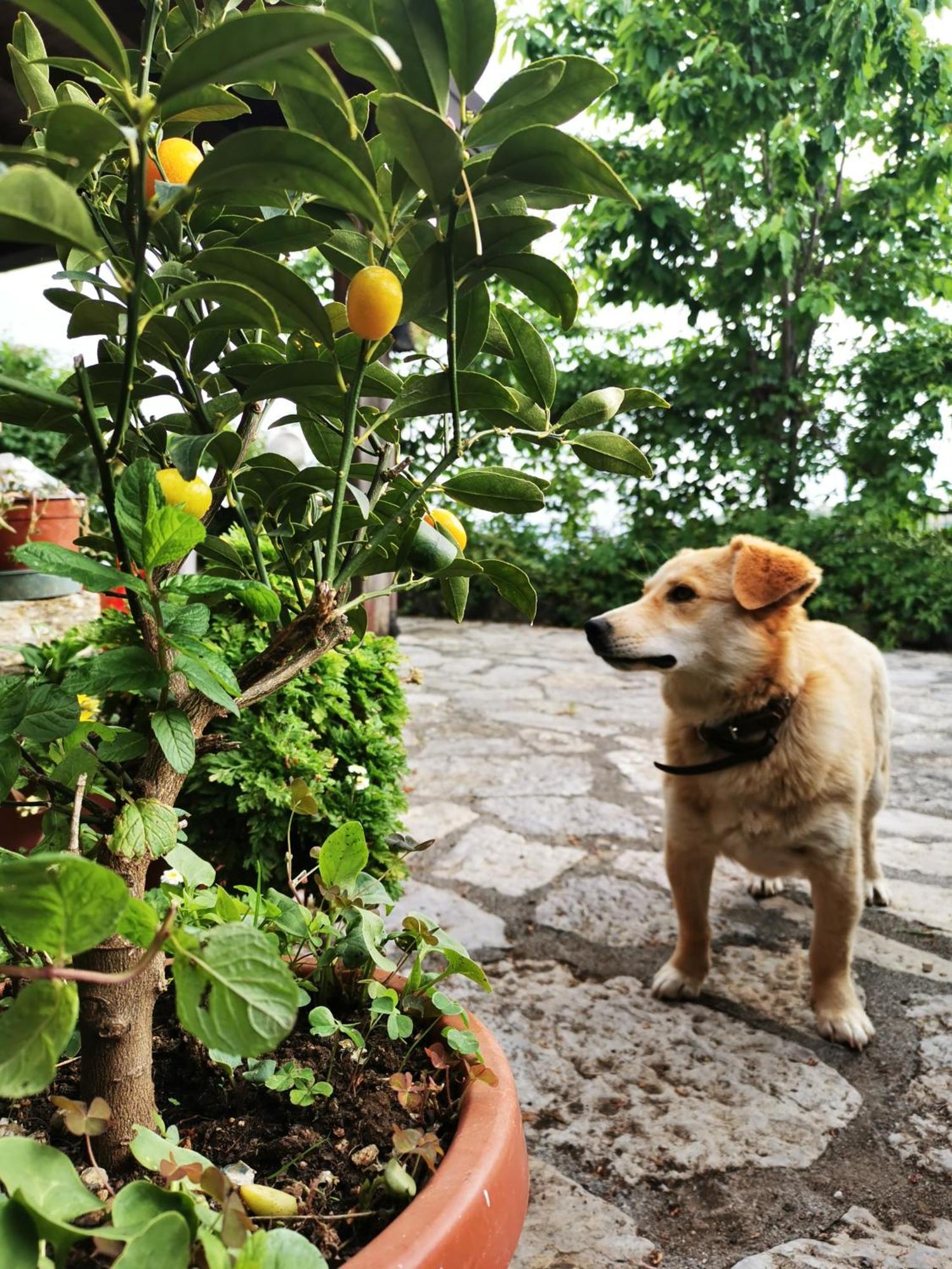 Agriturismo Donna Bianca Mormanno Eksteriør billede